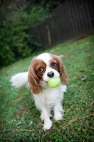 Picture of cavalier king charles holding tennis ball in mouth