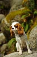 Picture of Cavalier King Charles sitting on rock.