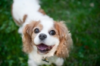 Picture of cavalier king charles smiling on grass