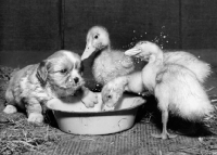Picture of Cavalier King Charles Spaniel puppy and ducklings playing with a bowl of milk