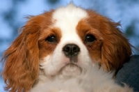 Picture of Cavalier King Charles Spaniel puppy, portrait