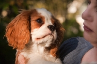 Picture of Cavalier King Charles Spaniel with woman