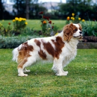 Picture of cavalier king charles spaniel from alansmere