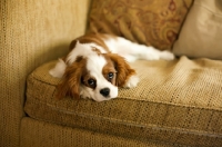 Picture of Cavalier King Charles Spaniel on couch