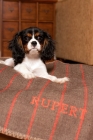 Picture of Cavalier King Charles spaniel lying on striped, embroidered blanket