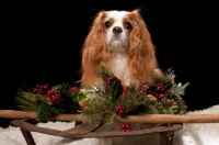 Picture of cavalier king charles spaniel at christmas