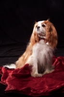 Picture of cavalier king charles spaniel on red sheet, dickie bow