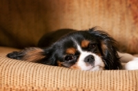 Picture of Cavalier King Charles spaniel lying on brown sofa