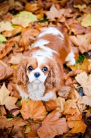 Picture of Cavalier King Charles Spaniel in autumn