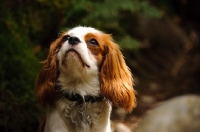 Picture of Cavalier King Charles Spaniel looking up. 