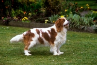 Picture of cavalier king charles spaniel from alansmere, wendy,