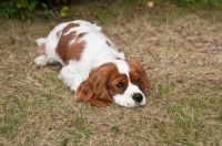 Picture of Cavalier King Charles Spaniel lying in the grass 