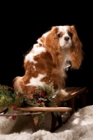 Picture of cavalier king charles spaniel back view
