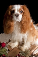 Picture of cavalier king charles spaniel, on sleigh
