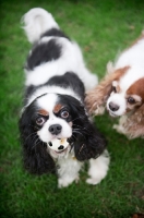 Picture of cavalier king charles spaniel holding ball in mouth