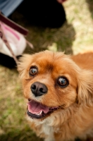 Picture of Cavalier King Charles Spaniel looking at camera