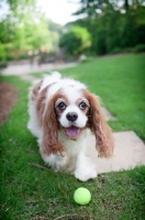 Picture of cavalier king charles spaniel asking for tennis ball to be thrown