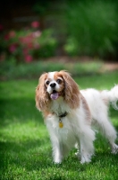 Picture of cavalier king charles spaniel standing in grass