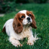 Picture of cavalier king charles spaniel lying on grass