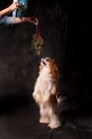 Picture of Cavalier king charles spaniel looking up a Christmas decoration
