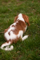 Picture of Cavalier King Charles Spaniel, back view