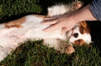Picture of Cavalier King Charles Spaniel lying on back