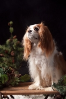 Picture of cavalier king charles spaniel with chrismas