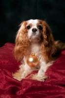 Picture of cavalier king charles spaniel wearing christmas ball
