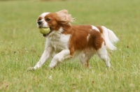 Picture of Cavalier King Charles Spaniel with ball