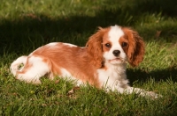 Picture of Cavalier King Charles Spaniel lying on grass