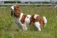 Picture of Cavalier King Charles Spaniel, side view
