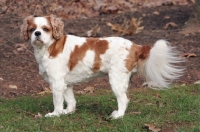 Picture of cavalier king charles spaniel standing on grass