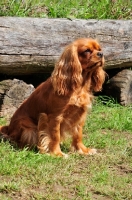 Picture of Cavalier King Charles Spaniel sitting near log