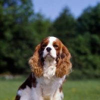 Picture of cavalier king charles spaniel, portrait 