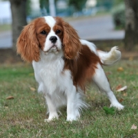 Picture of cavalier king charles spaniel, blenheim standing on grass