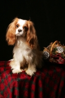 Picture of cavalier king charles spaniel on checkered sheet