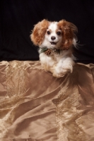 Picture of cavalier king charles spaniel happy in studio