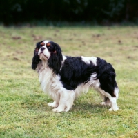 Picture of cavalier king charles spaniel side view