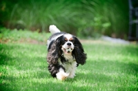 Picture of cavalier king charles spaniel running with ball in mouth