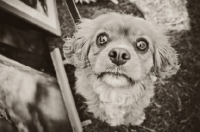 Picture of Cavalier King Charles Spaniel begging