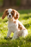 Picture of Cavalier King Charles Spaniel puppy