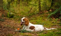 Picture of Cavalier King Charles Spaniel laying with orange ball. 