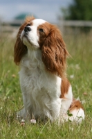Picture of Cavalier King Charles Spaniel sitting in grass