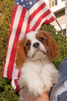 Picture of Cavalier King Charles Spaniel puppy with American flag