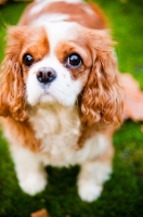 Picture of Cavalier King Charles Spaniel on grass