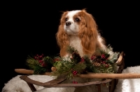 Picture of cavalier king charles spaniel at christmas time