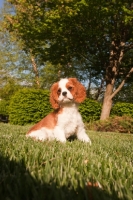 Picture of Cavalier King Charles Spaniel puppy, in garden