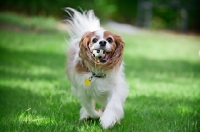Picture of cavalier king charles spaniel running with ball in mouth