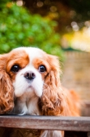 Picture of Cavalier King Charles Spaniel portrait