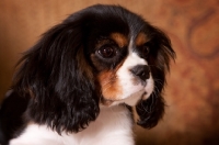 Picture of Cavalier King Charles spaniel three quarter view